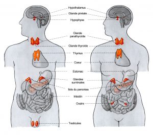 Glandes endocrines